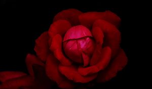 Preview wallpaper rose, flower, petals, red, dark, macro