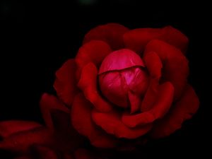 Preview wallpaper rose, flower, petals, red, dark, macro