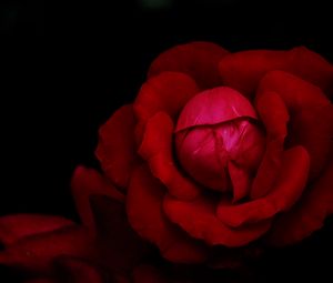 Preview wallpaper rose, flower, petals, red, dark, macro