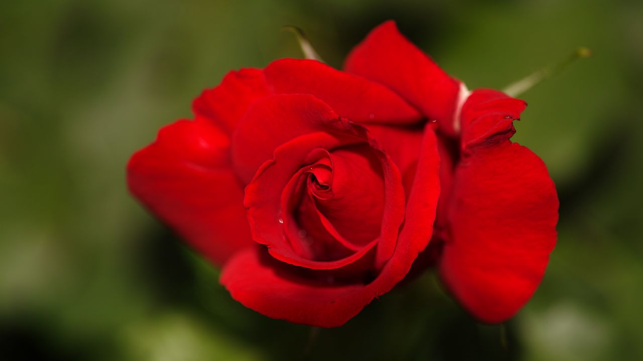 Wallpaper rose, flower, petals, red hd, picture, image