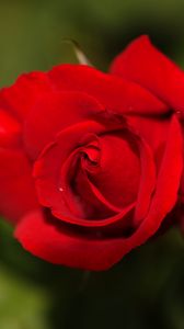 Preview wallpaper rose, flower, petals, red