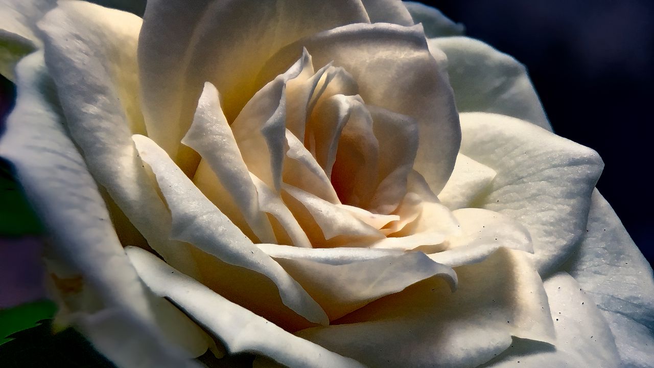 Wallpaper rose, flower, petals, white, macro