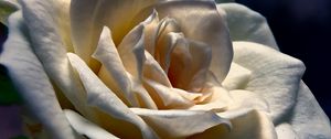Preview wallpaper rose, flower, petals, white, macro