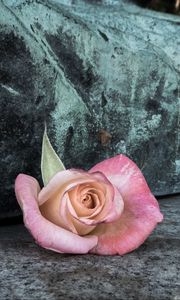 Preview wallpaper rose, flower, petals, stone, aesthetics
