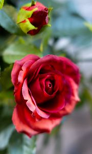 Preview wallpaper rose, flower, petals, plant, red