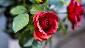 Preview wallpaper rose, flower, petals, plant, red