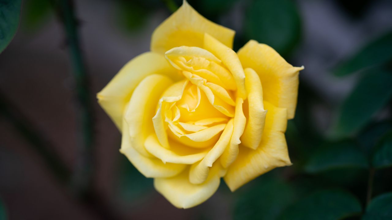 Wallpaper rose, flower, petals, yellow, macro