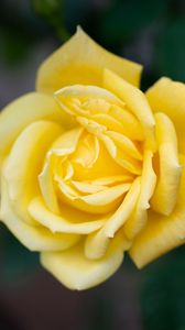 Preview wallpaper rose, flower, petals, yellow, macro