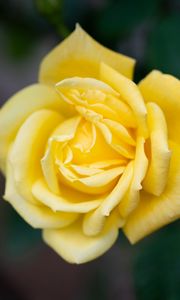 Preview wallpaper rose, flower, petals, yellow, macro