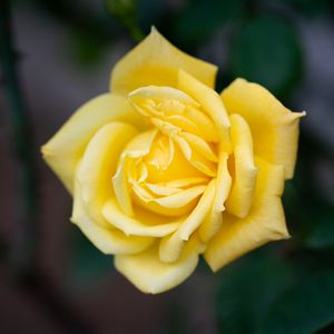 Preview wallpaper rose, flower, petals, yellow, macro