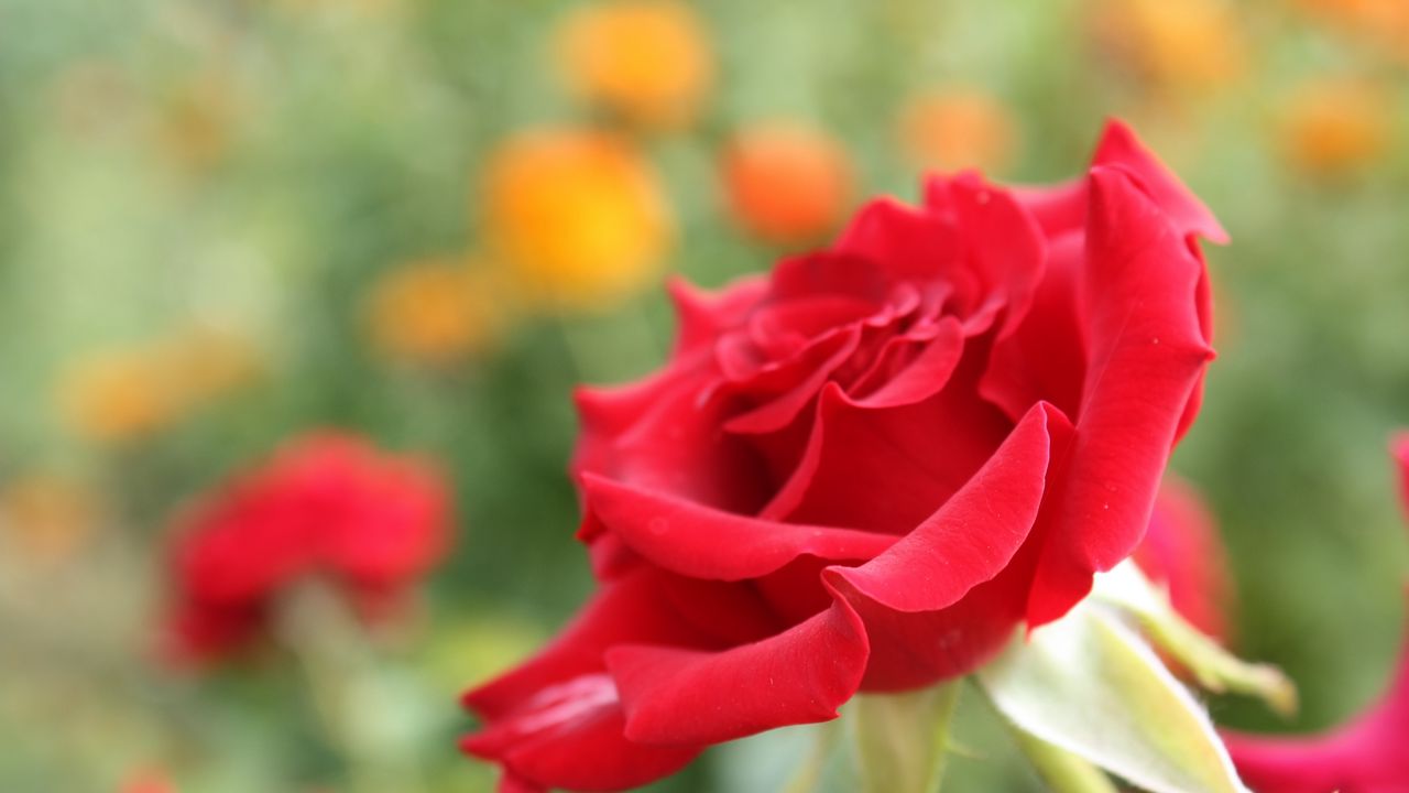 Wallpaper rose, flower, petals, bud, close-up, red