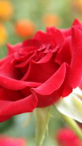 Preview wallpaper rose, flower, petals, bud, close-up, red