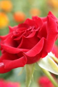 Preview wallpaper rose, flower, petals, bud, close-up, red