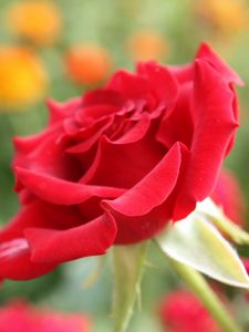 Preview wallpaper rose, flower, petals, bud, close-up, red