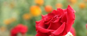 Preview wallpaper rose, flower, petals, bud, close-up, red