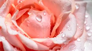 Preview wallpaper rose, flower, petals, drops, pink