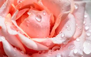 Preview wallpaper rose, flower, petals, drops, pink