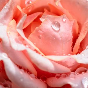 Preview wallpaper rose, flower, petals, drops, pink