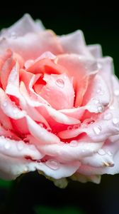 Preview wallpaper rose, flower, petals, drops, rain, pink