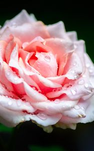 Preview wallpaper rose, flower, petals, drops, rain, pink