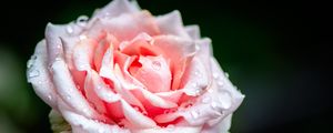 Preview wallpaper rose, flower, petals, drops, rain, pink