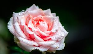 Preview wallpaper rose, flower, petals, drops, rain, pink