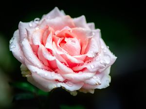 Preview wallpaper rose, flower, petals, drops, rain, pink