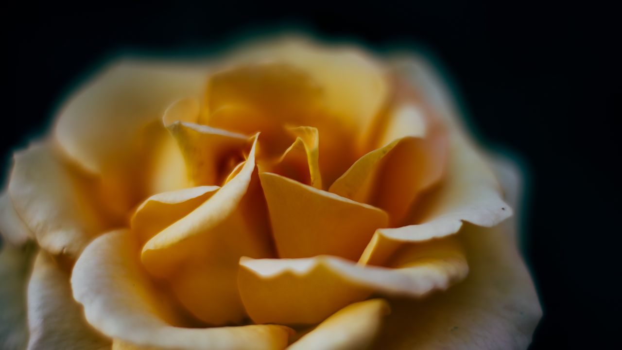 Wallpaper rose, flower, petals, blur, macro, yellow