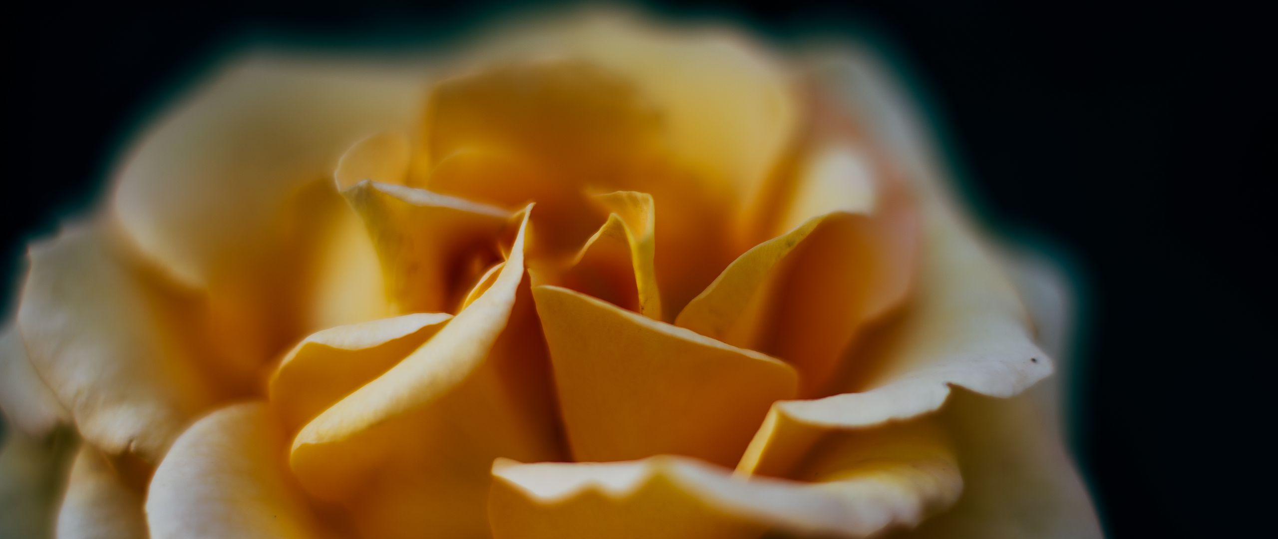 Download Wallpaper 2560x1080 Rose Flower Petals Blur Macro Yellow