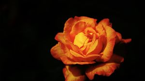 Preview wallpaper rose, flower, petals, orange