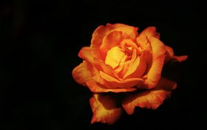 Preview wallpaper rose, flower, petals, orange