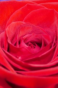 Preview wallpaper rose, flower, petals, plant, macro, red