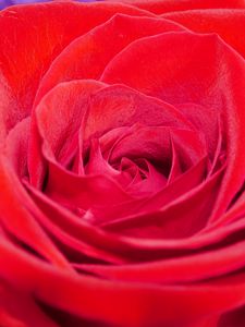 Preview wallpaper rose, flower, petals, plant, macro, red