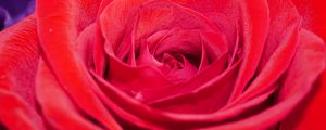 Preview wallpaper rose, flower, petals, plant, macro, red