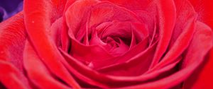 Preview wallpaper rose, flower, petals, plant, macro, red