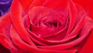 Preview wallpaper rose, flower, petals, plant, macro, red