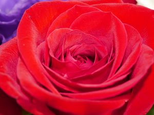Preview wallpaper rose, flower, petals, plant, macro, red