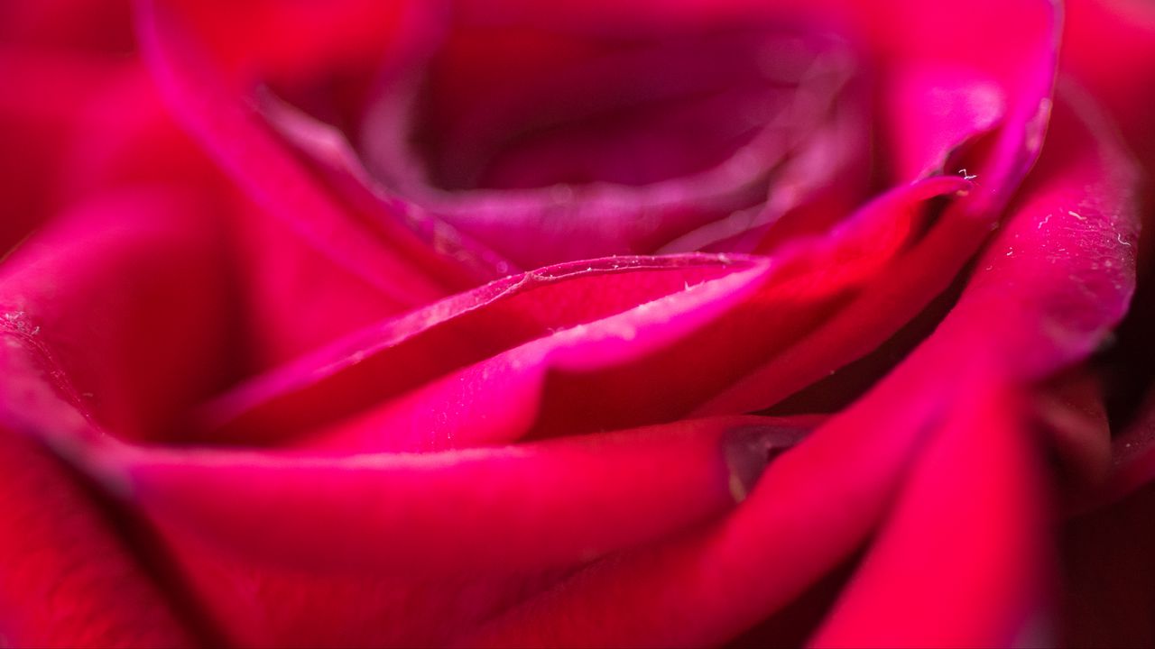 Wallpaper rose, flower, petals, blur, red, macro
