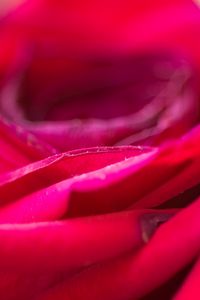Preview wallpaper rose, flower, petals, blur, red, macro