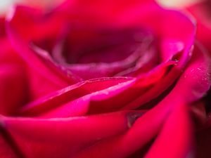 Preview wallpaper rose, flower, petals, blur, red, macro