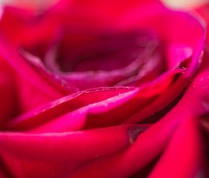 Preview wallpaper rose, flower, petals, blur, red, macro
