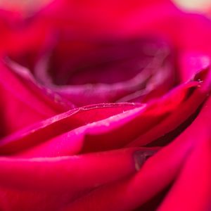 Preview wallpaper rose, flower, petals, blur, red, macro