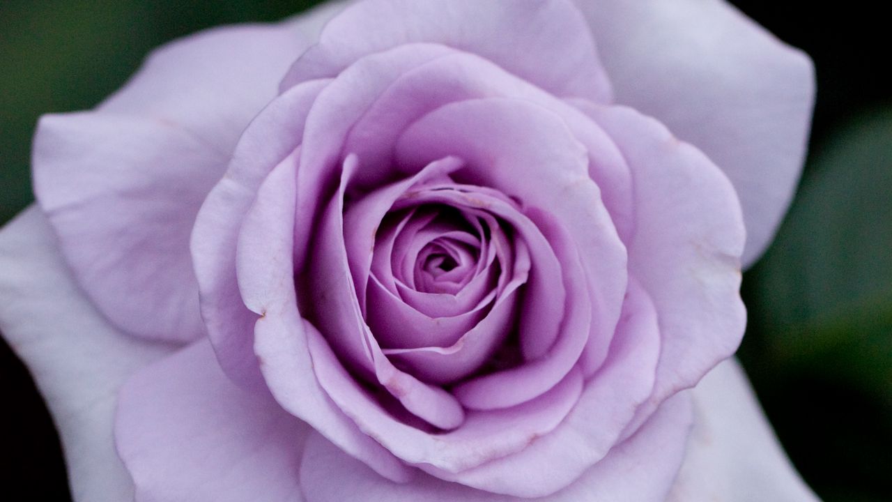 Wallpaper rose, flower, petals, purple
