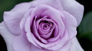 Preview wallpaper rose, flower, petals, purple