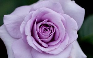 Preview wallpaper rose, flower, petals, purple