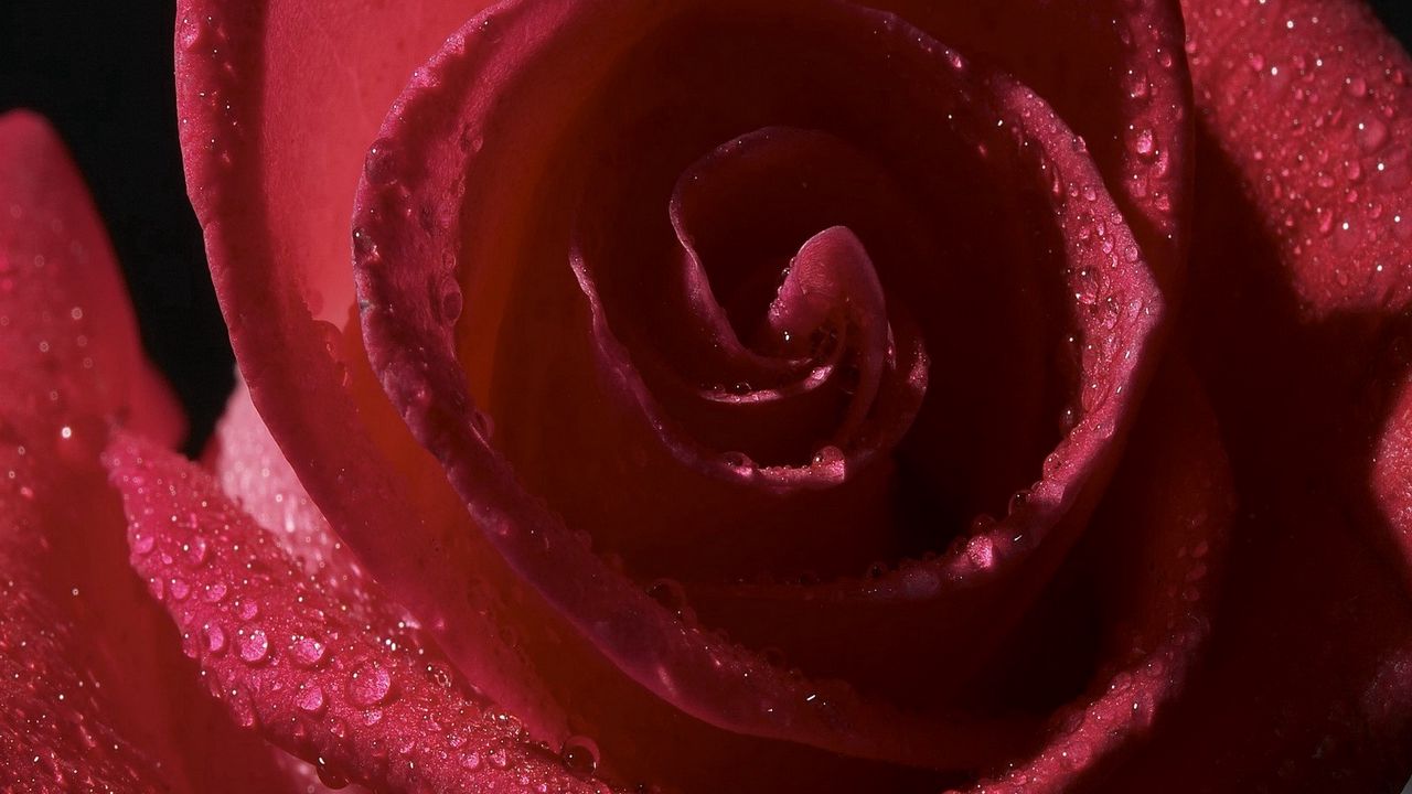 Wallpaper rose, flower, petals, drop, shadow
