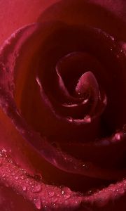 Preview wallpaper rose, flower, petals, drop, shadow