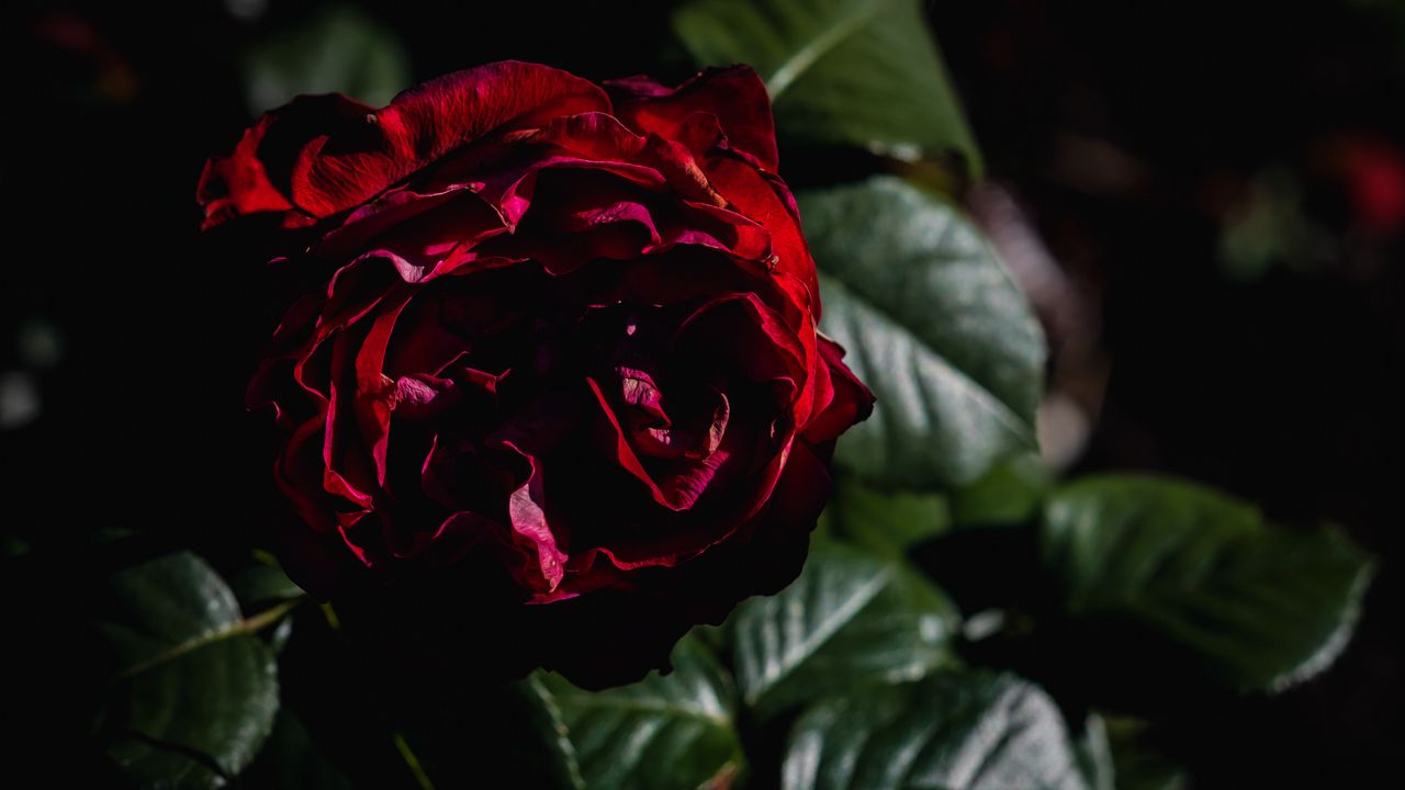 Wallpaper rose, flower, petals, leaves, red, dark