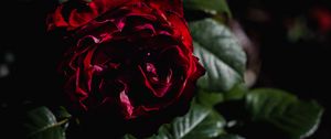 Preview wallpaper rose, flower, petals, leaves, red, dark