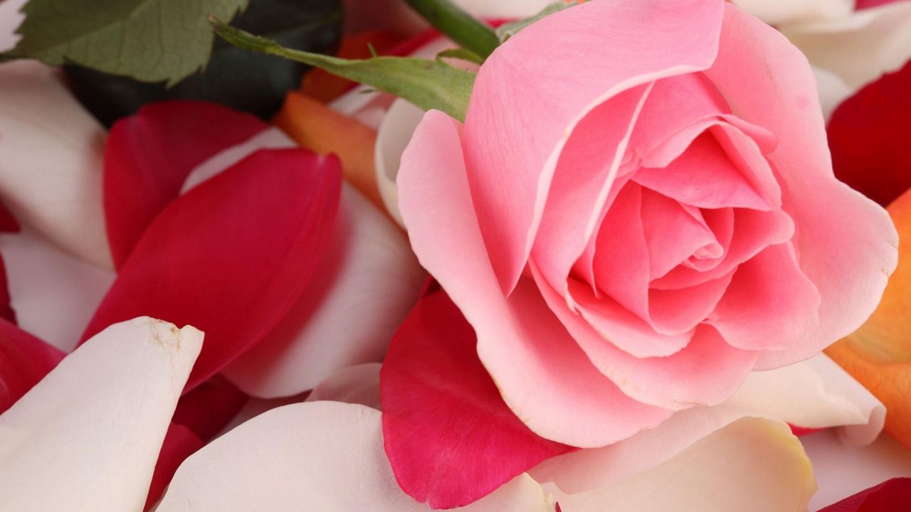 Wallpaper rose, flower, petals, tenderness